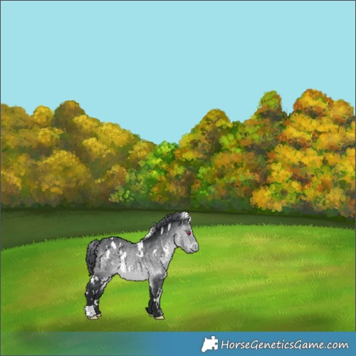 Horse Color:White Spotted Brown Chinchilla 
