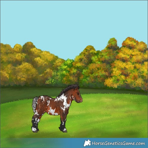 Horse Color:White Spotted Bay Blanket 