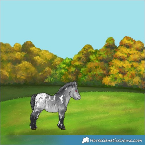 Horse Color:White Spotted Bay Chinchilla Blanket 