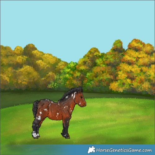 Horse Color:White Spotted Brown 