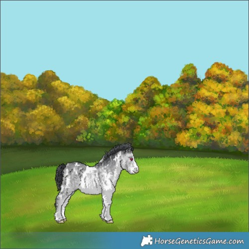 Horse Color:White Spotted Brown Chinchilla 