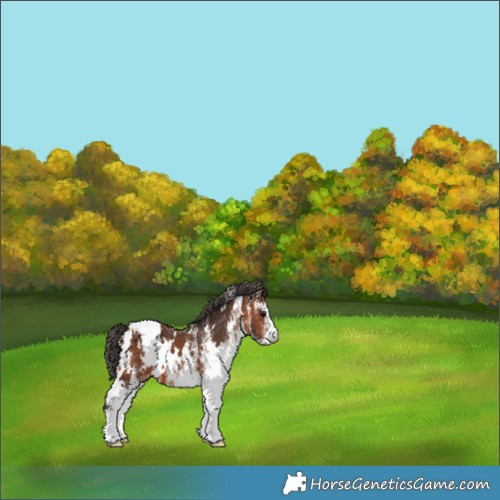 Horse Color:White Spotted Bay Appaloosa 