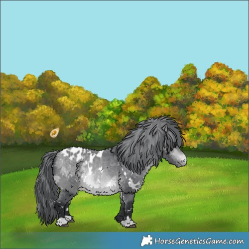Horse Color:White Spotted Bay Chinchilla Appaloosa 