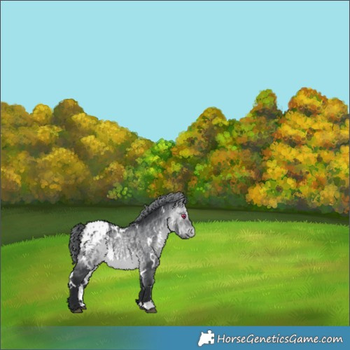 Horse Color:White Spotted Bay Chinchilla Blanket 