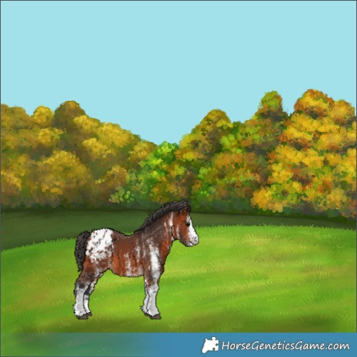 Horse Color:White Spotted Bay Blanket 
