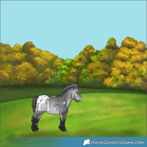 Horse Color:White Spotted Bay Chinchilla Appaloosa 