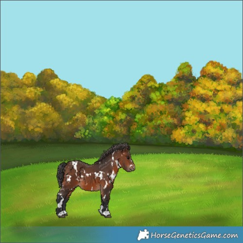 Horse Color:White Spotted Brown 