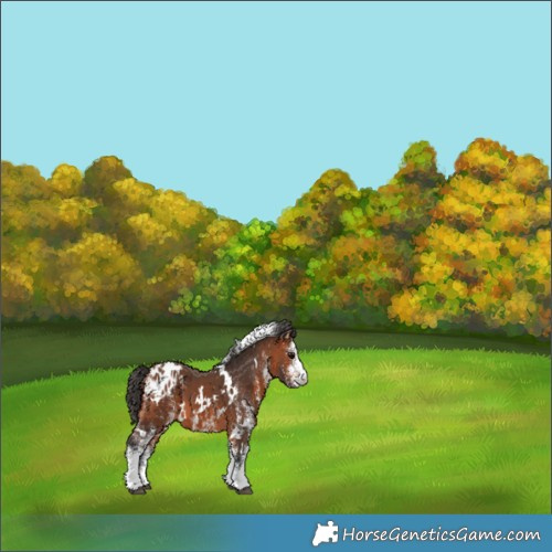 Horse Color:White Spotted Bay Blanket 