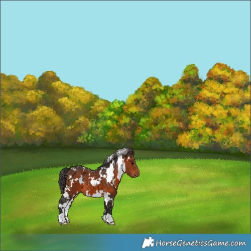 Horse Color:White Spotted Brown 