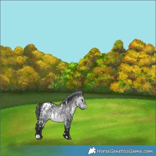 Horse Color:White Spotted Bay Chinchilla Appaloosa 