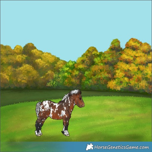 Horse Color:White Spotted Bay Appaloosa 