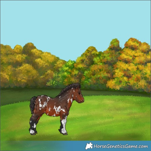 Horse Color:White Spotted Brown 