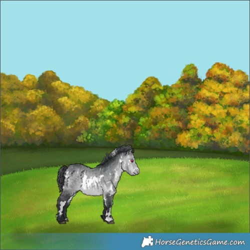 Horse Color:White Spotted Bay Chinchilla 