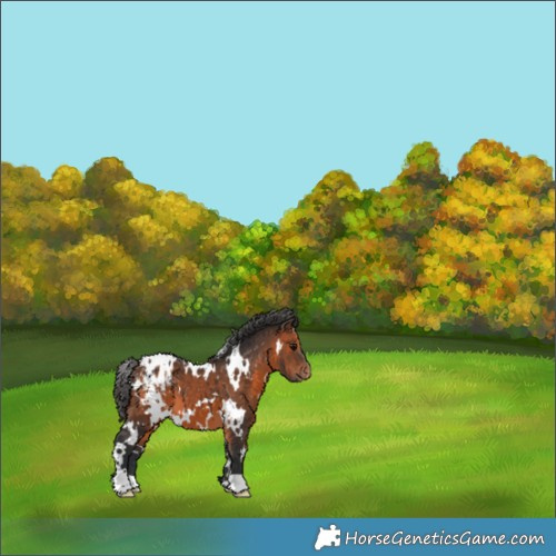 Horse Color:White Spotted Brown Blanket 