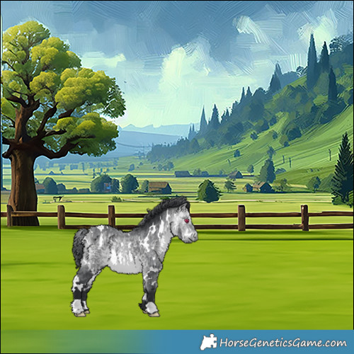 Horse Color:White Spotted Bay Chinchilla 