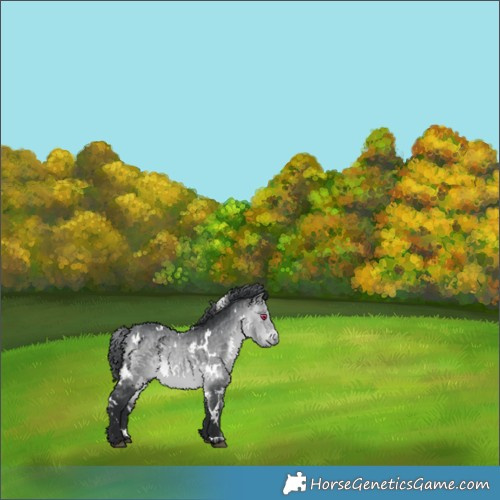 Horse Color:White Spotted Bay Chinchilla 