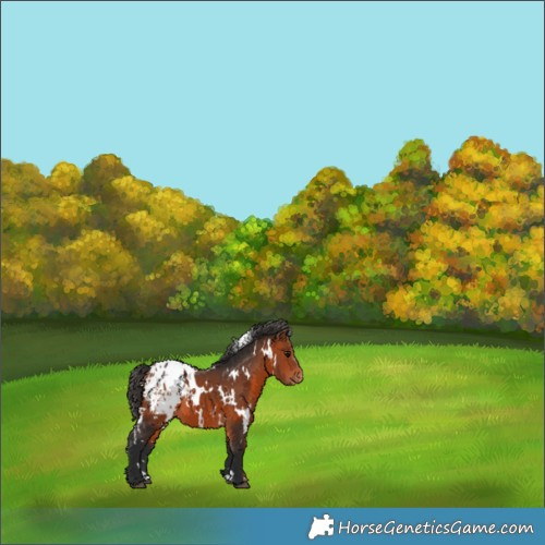 Horse Color:White Spotted Bay Blanket 