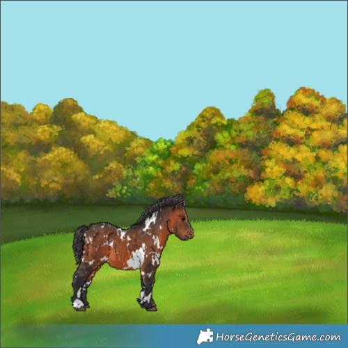 Horse Color:White Spotted Brown 