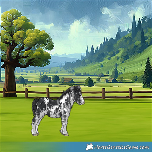 Horse Color:White Spotted Black 