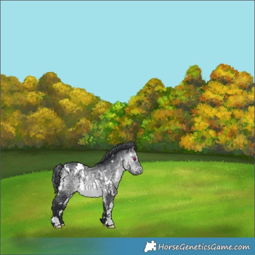 Horse Color:White Spotted Bay Chinchilla 