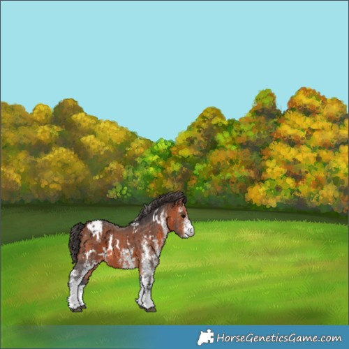 Horse Color:White Spotted Bay Blanket 