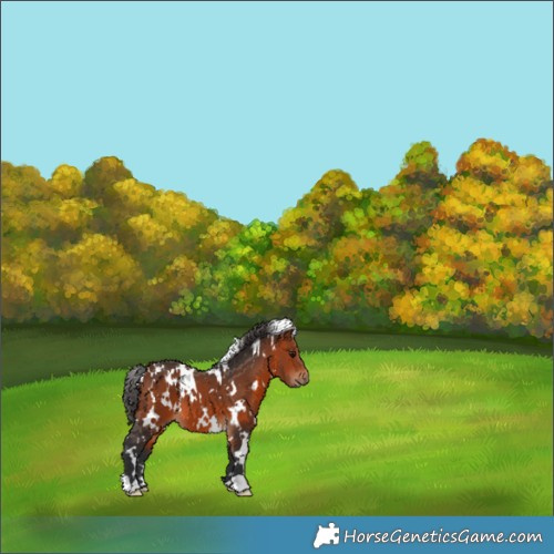 Horse Color:White Spotted Bay 