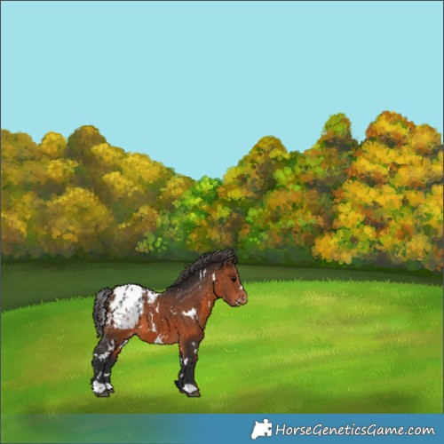 Horse Color:White Spotted Brown Blanket 