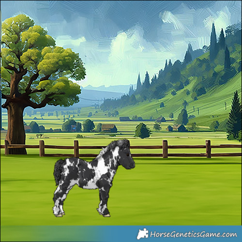 Horse Color:White Spotted Black 
