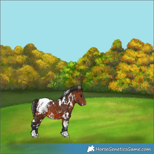 Horse Color:White Spotted Bay Snowcap 