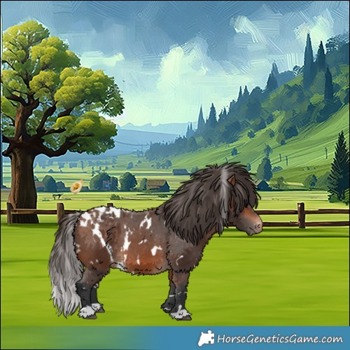 Horse Color:White Spotted Bay Appaloosa 