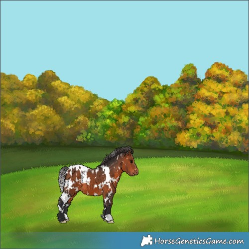 Horse Color:White Spotted Bay 