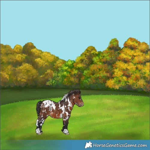 Horse Color:White Spotted Brown Blanket 