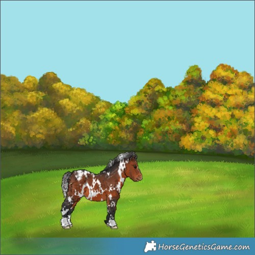 Horse Color:White Spotted Brown Snowcap 