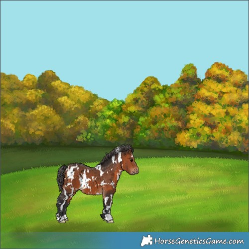 Horse Color:White Spotted Bay 