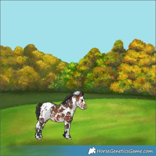 Horse Color:White Spotted Bay Blanket 