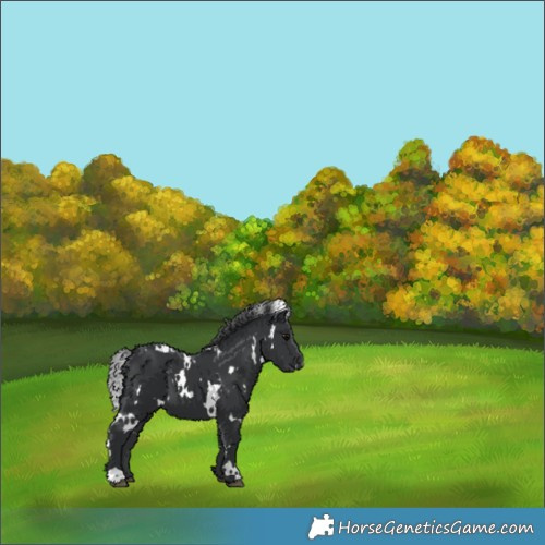 Horse Color:White Spotted Black 