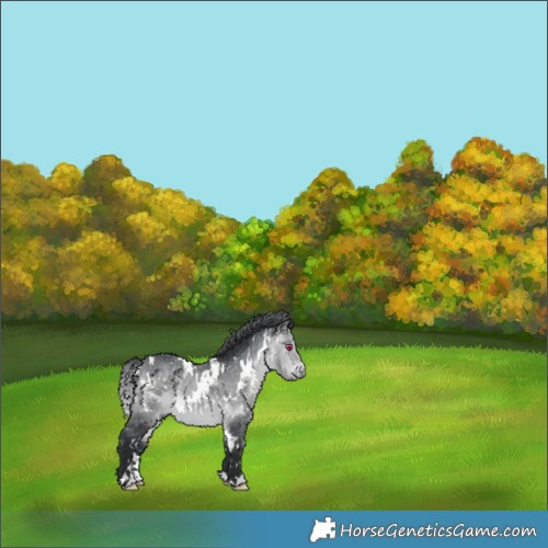 Horse Color:White Spotted Bay Chinchilla 