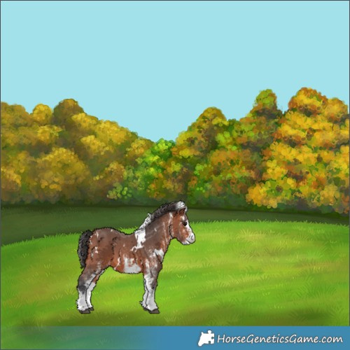 Horse Color:White Spotted Bay 