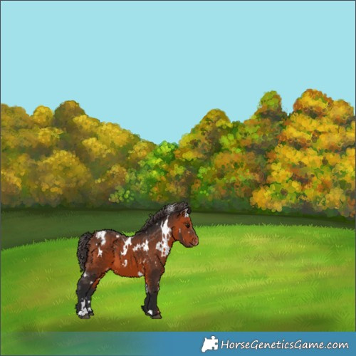 Horse Color:White Spotted Bay Blanket 