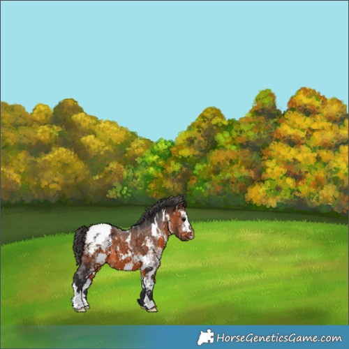 Horse Color:White Spotted Brown Snowcap 
