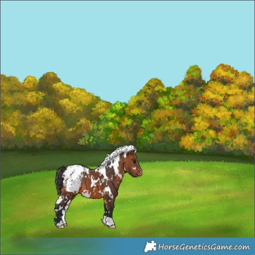 Horse Color:White Spotted Bay Blanket 
