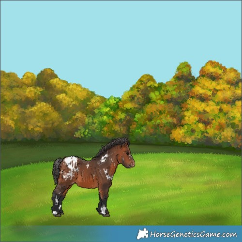 Horse Color:White Spotted Bay Appaloosa 