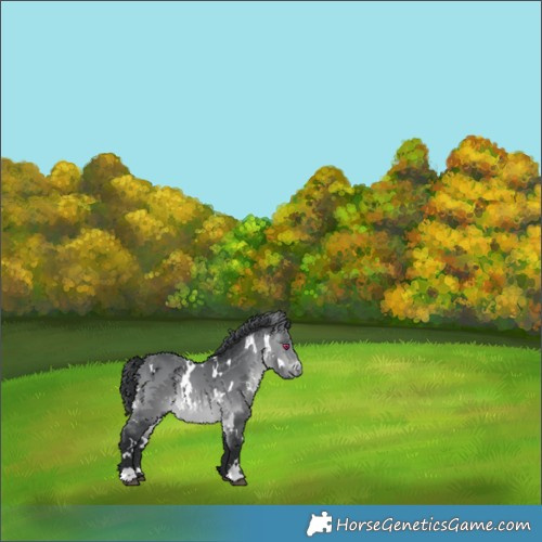 Horse Color:White Spotted Brown Chinchilla 