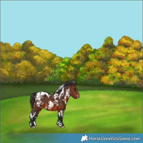 Horse Color:White Spotted Brown Appaloosa 