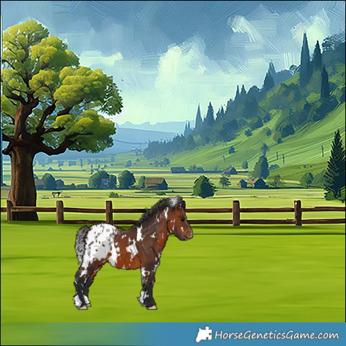 Horse Color:White Spotted Brown Appaloosa 