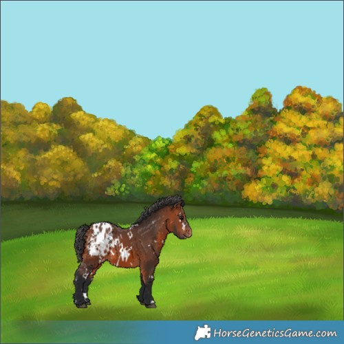 Horse Color:White Spotted Bay Blanket 
