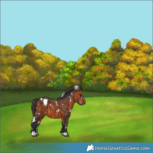 Horse Color:White Spotted Bay 
