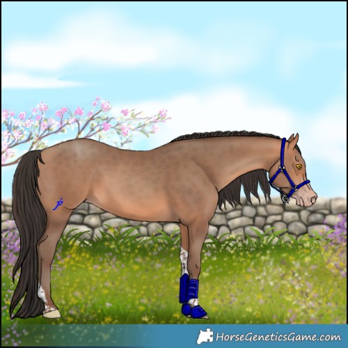 Horse Color:Sable Champagne Tobiano