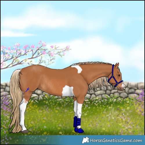Horse Color:Chestnut Tobiano Rabicano 