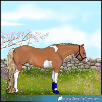 Horse Color:Chestnut Tobiano Rabicano 